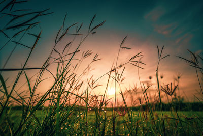 Close-up of stalks against sky during sunset