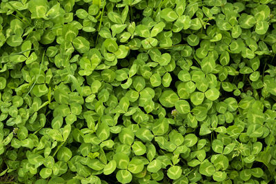 Full frame shot of green leaves