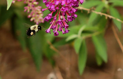 Close-up of bee on flower