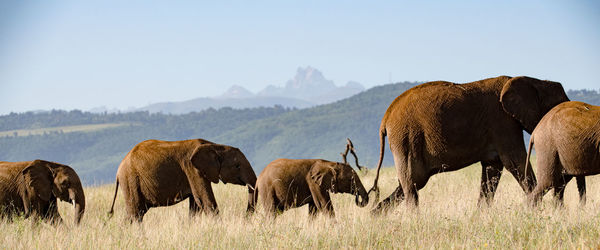 Panoramic view of animal on field against sky