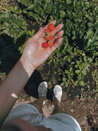 Low section of woman holding strawberries while standing by plants