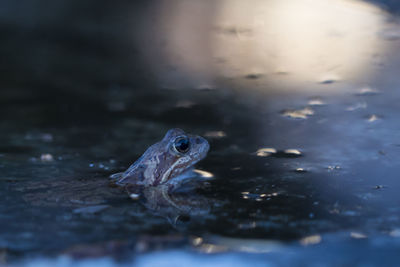 Close-up of frog in pond