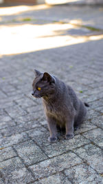 High angle view of a cat looking away on street