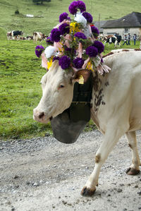 Cow standing in a field