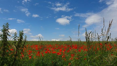 Scenic view of poppy field against sky