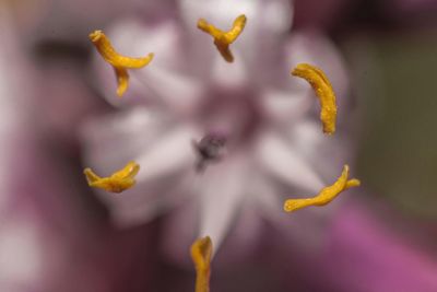 Close-up of yellow flower