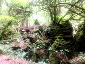 Trees in forest