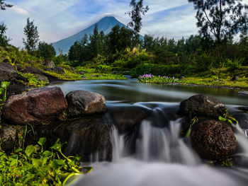 Scenic view of waterfall in forest