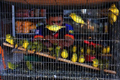 Close-up of parrot in cage