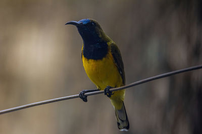 Close-up of bird perching on metal