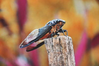 Close-up of cicada on wood