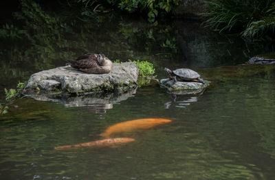 Duck and turtle on rock by koi carps in pond