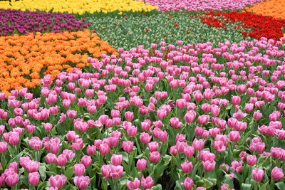 Full frame shot of multi colored tulips in garden