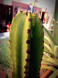 Close up of green plant