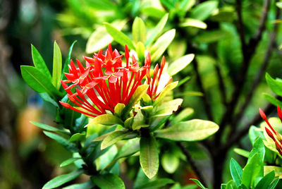 Close-up of red flowering plant