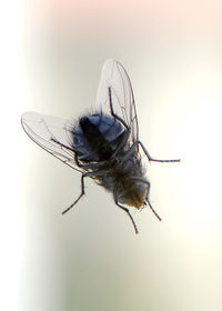 Close-up of fly on plant