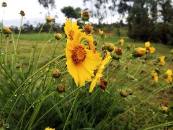 Close-up of yellow flowers growing in field