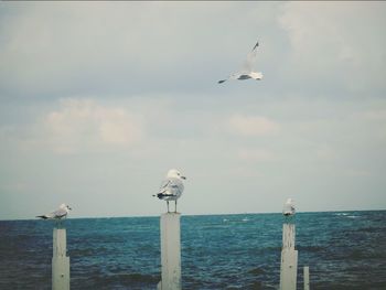 Seagull flying over sea