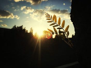 Sun shining through trees