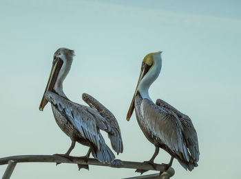 Birds perching on railing against clear sky