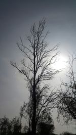 Low angle view of bare trees against sky