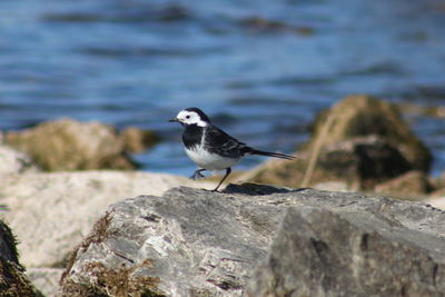 Bird perching on rock