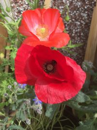 Close-up of red hibiscus blooming outdoors