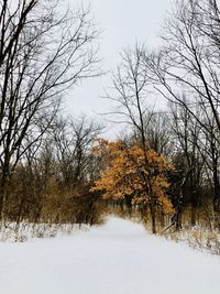 Bare trees on snow covered landscape