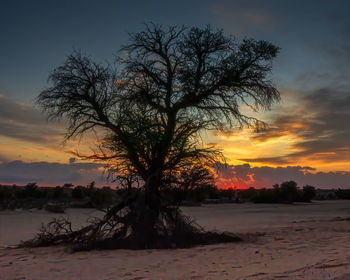 Silhouette tree against sky during sunset