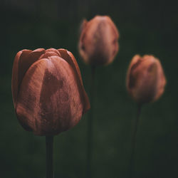 Close-up of flowers against blurred background