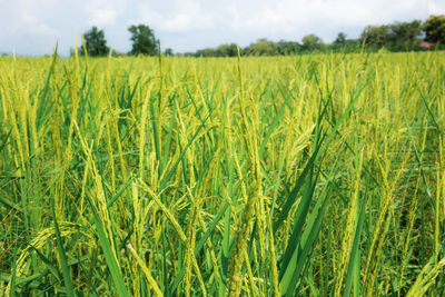 Crops growing on field