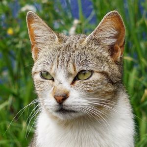 Close-up portrait of a cat