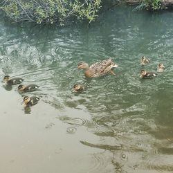 High angle view of ducks swimming in lake