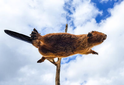 Low angle view of otter jumping against cloudy sky