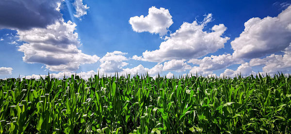 Scenic view of agricultural field against sky