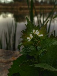 Close-up of plant growing on plant