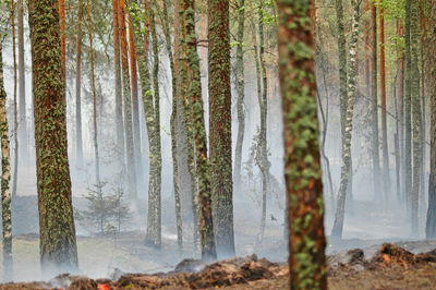 View of trees in forest