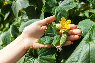 Cropped hand of woman touching flowers growing in garden