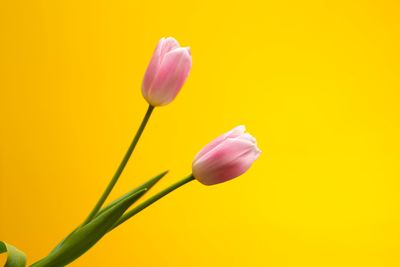 Close-up of pink tulip against yellow background