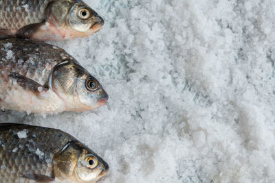 Close-up of fish in ice