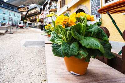 Close-up of potted plant on table