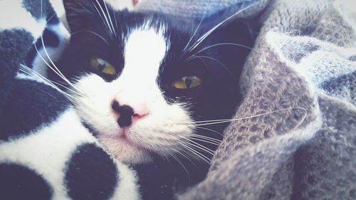 Close-up portrait of cat