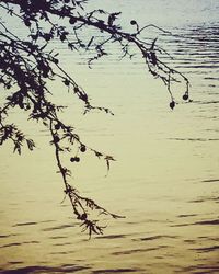 Bare trees in water