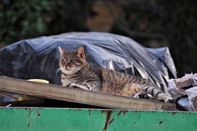 Front view of a cat standing in the garbage