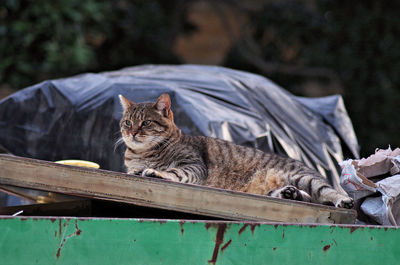 Close-up of cat