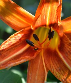 Close-up of day lily