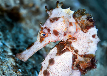 Close-up of fish swimming in sea