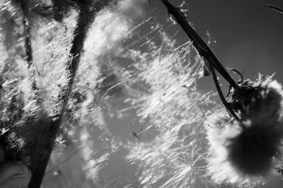 Close-up of insect on spider web
