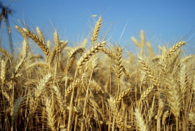 Close-up of wheat field against clear sky