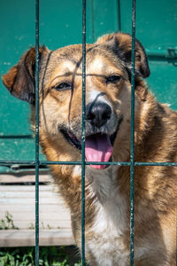 Close-up of dog